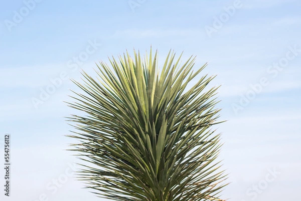 Obraz palma de monte