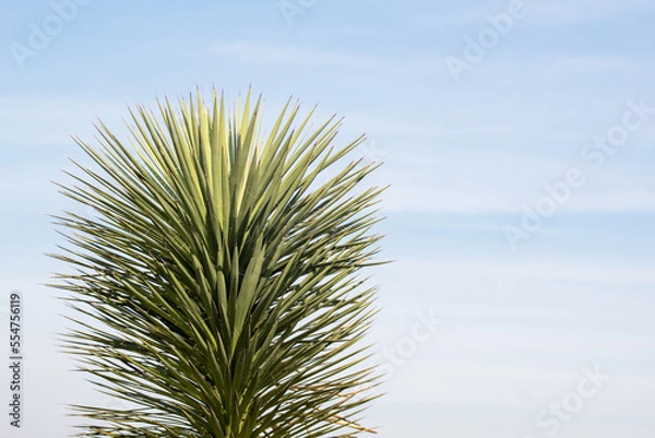 Obraz palma de monte