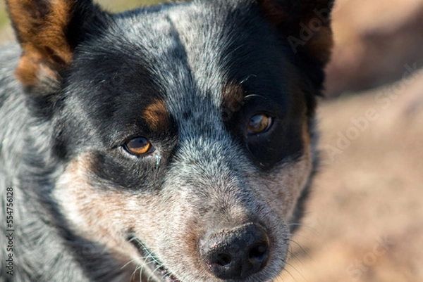 Obraz Perro pastor australiano