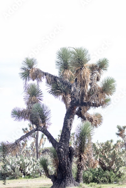 Obraz palma de monte