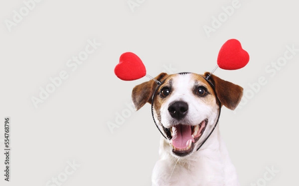 Obraz Jack russell dog in a heart shaped headband  in light background.