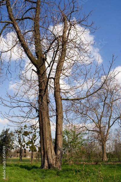 Fototapeta end of winter