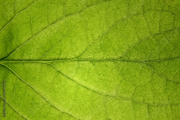 Obraz Macro leaf
