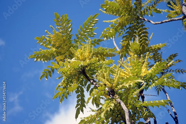 Fototapeta ベルベリス　マホニア