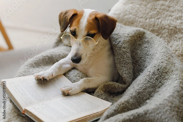 Obraz Smart dog with glasses is resting with a book in a cozy armchair in the evening.