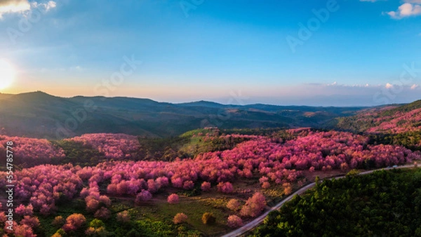 Fototapeta Pink sakura Flower at phu lom lo in Loei, Thailand.