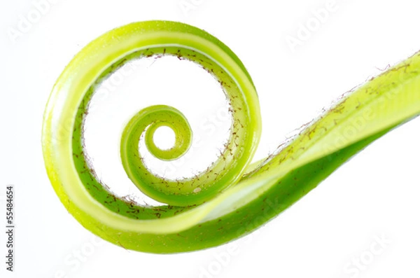 Obraz Exotic tropical curl shoots leaf