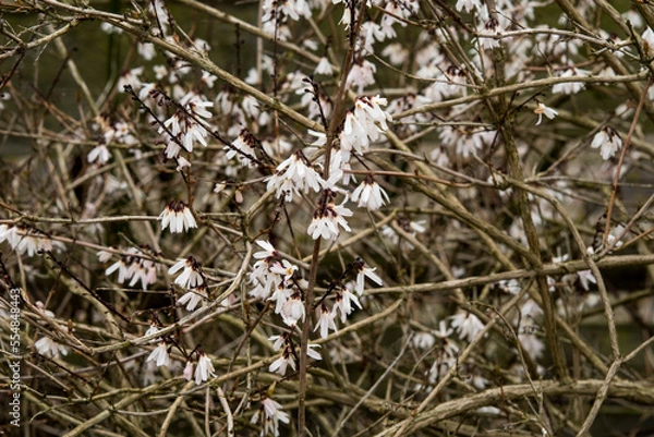 Obraz Abeliophyllum distichum