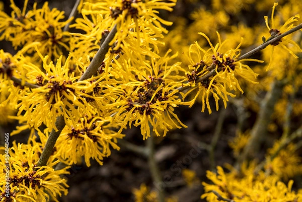 Obraz Hamamelis x intermedia 'Evi' - witch hazel