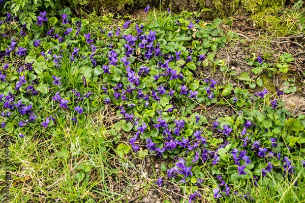 Obraz Viola odorata - sweet violet