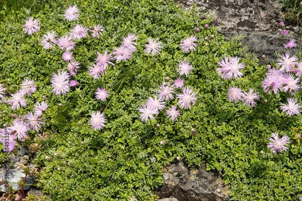 Obraz Centaurea simplicicaulis