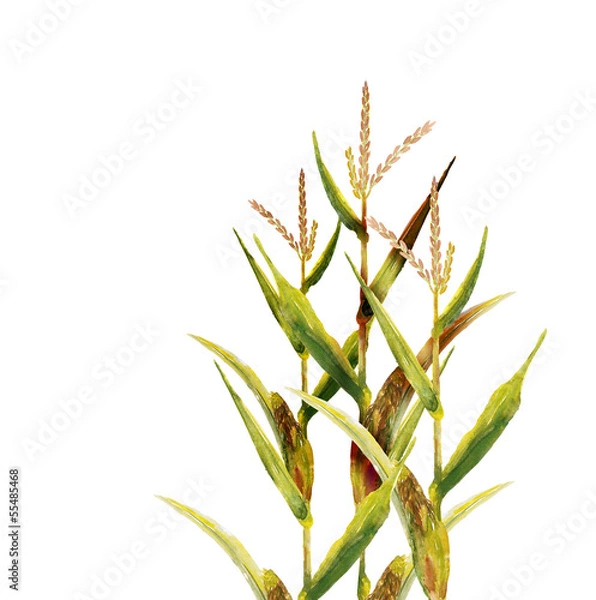Obraz Corn