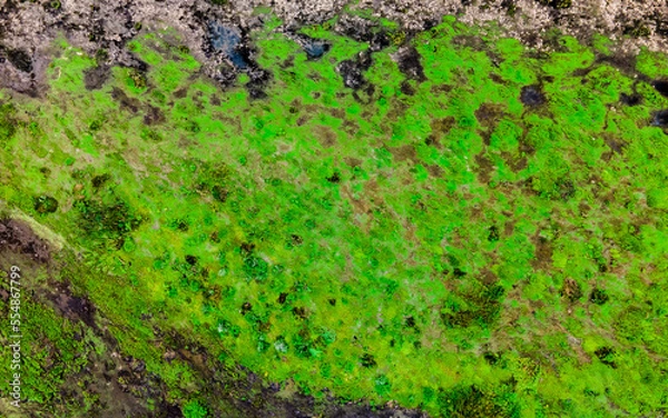 Fototapeta Top view of river backwater with beautiful textured vegetation. Texture. Background