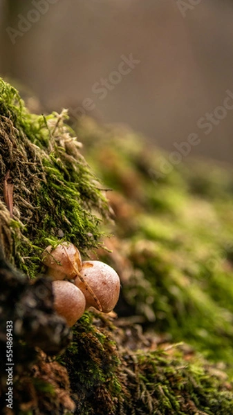 Obraz mushroom on moss