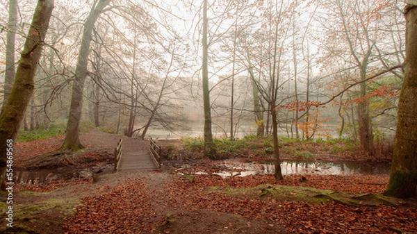 Obraz path in the forest