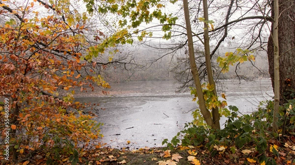 Obraz autumn in the forest