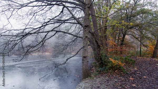 Obraz trees in the fog