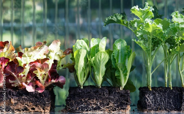 Obraz Gemüsepflanzen in Anzuchtwürfeln