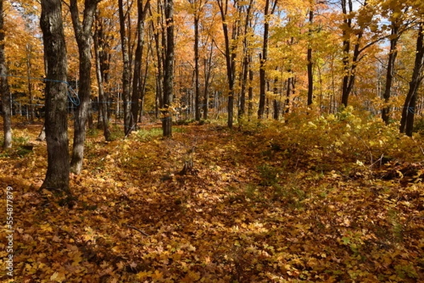 Fototapeta A sugar bush in the fall, Sainte-Apolline, Québec, Canada