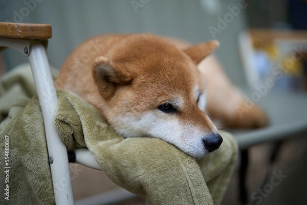 Obraz キャンプ場でくつろぐ柴犬