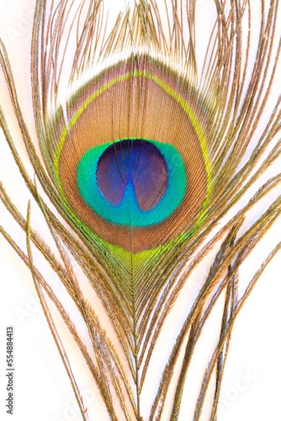 Obraz Peacock feather close up and intense on white background.