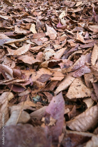 Fototapeta 茶色く枯れて落ちて降り積もった落ち葉