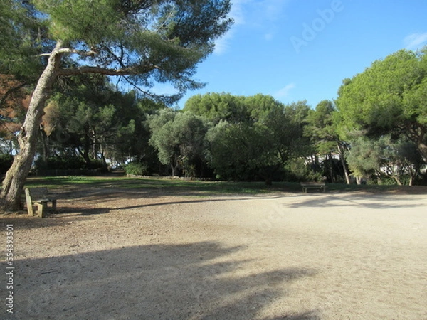 Fototapeta trees in the park