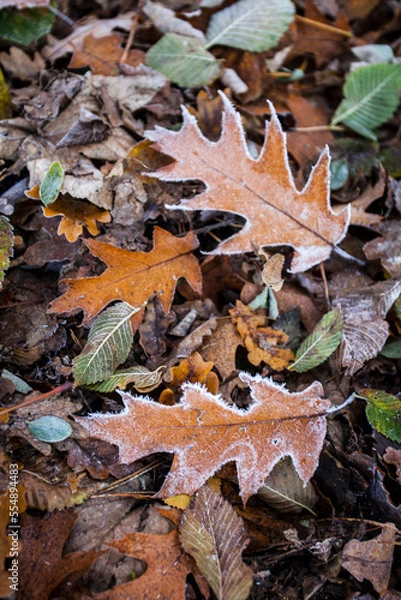 Fototapeta Roteichenblätter im WInter