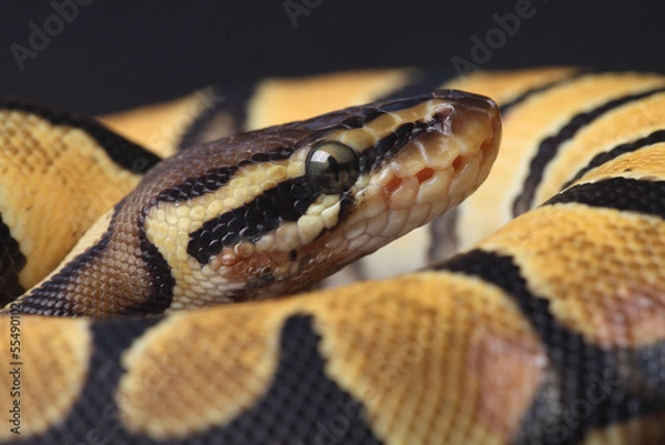 Obraz A close-up of a Ball Python
