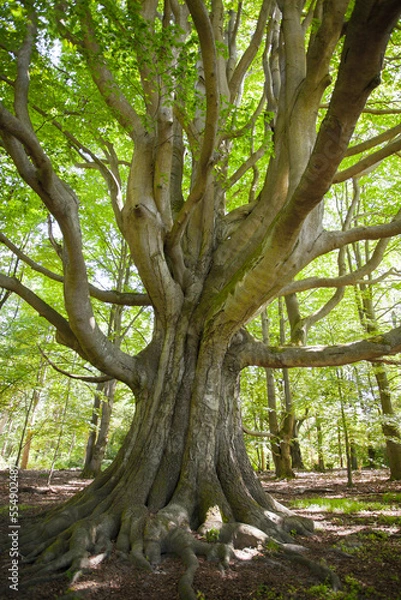 Fototapeta Alte Buche 