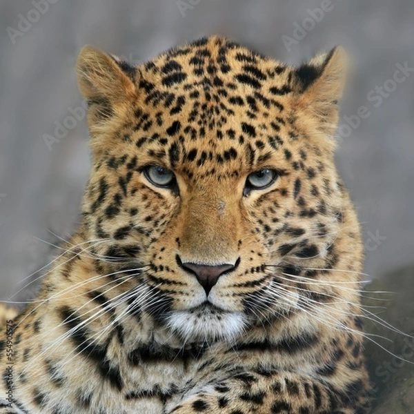 Obraz Portrait of Leopard Panthera pardus japonensis
