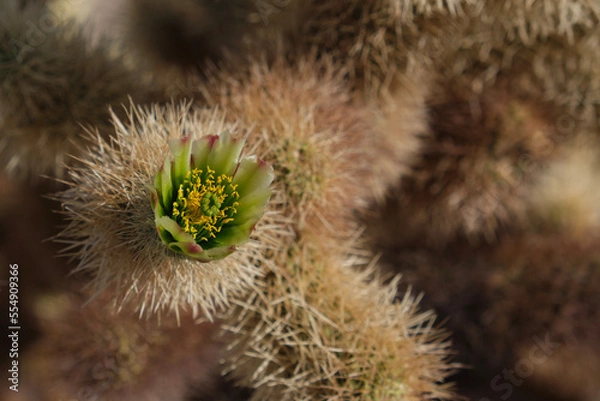 Fototapeta cactus flower macro