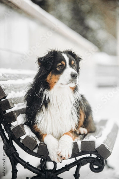 Fototapeta Winter active austrian shepherds