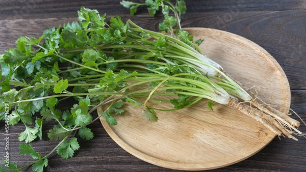 Fototapeta パクチー(コリアンダー)