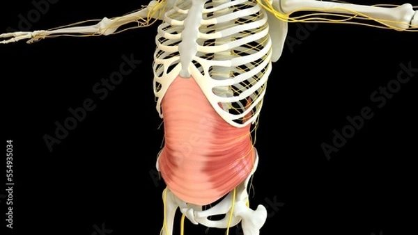 Obraz Transversus Abdominis Muscle anatomy for medical concept 3D rendering