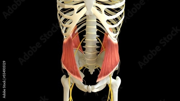 Fototapeta Internal Oblique anatomy for medical concept 3D rendering