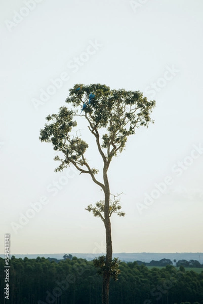 Fototapeta arvore de araras