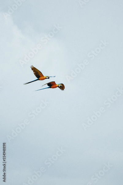 Obraz kite in flight