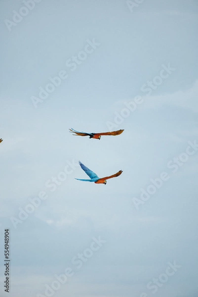 Obraz araras brasileiras