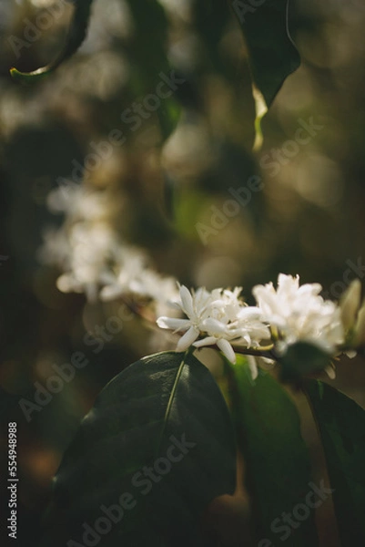 Obraz coffee flower