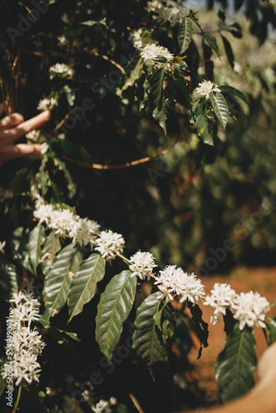 Obraz coffee flower