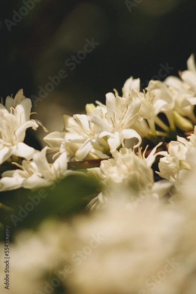 Obraz coffee flower