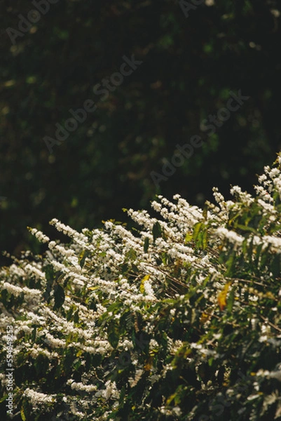 Obraz coffee flowers