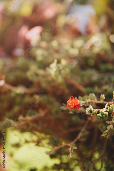 Obraz red autumn leaves