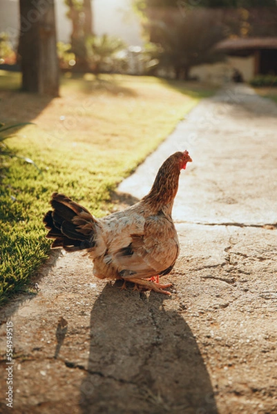 Obraz mother chicken