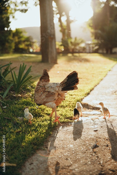 Obraz mother chicken