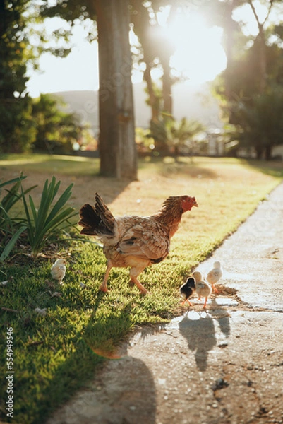 Obraz mother chicken