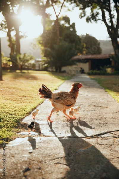 Obraz mother chicken