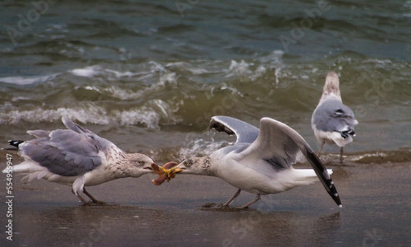 Obraz Zwei Möwen kämpfend um einen Seestern
