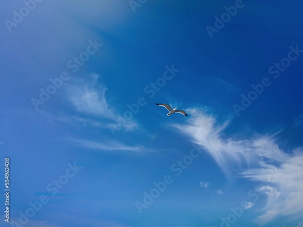 Obraz seagulls in the sky